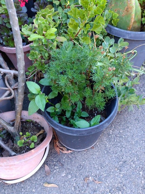 Plants