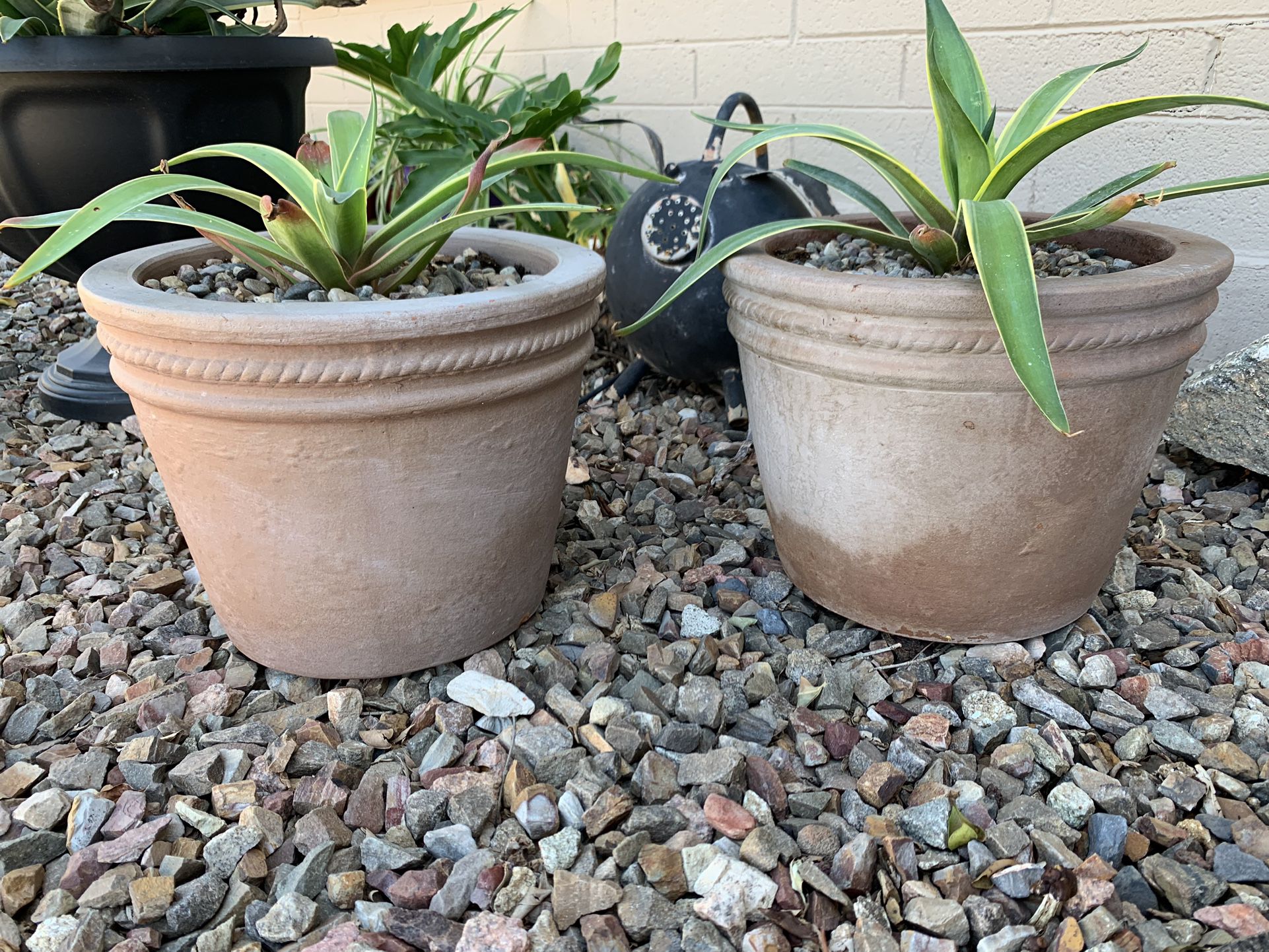 Smooth Agave Plants In Clay Pots