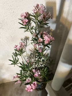 🩷FULLY ACCLIMATED, Well ESTABLISHED Gorgeous🩷Pink Oleander🙏PLS READ DESCRIPTION