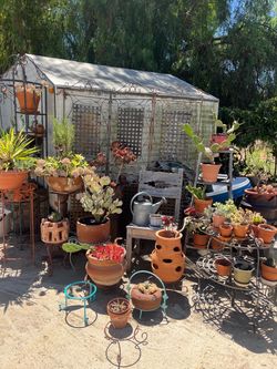 Plants, succulents, cacti, Plant pots and yard art, all different prices,