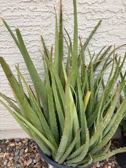 Aloe vera