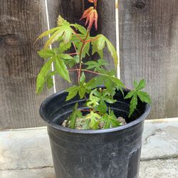 Green Japanese Maple Plant in 1 Gallon Pot