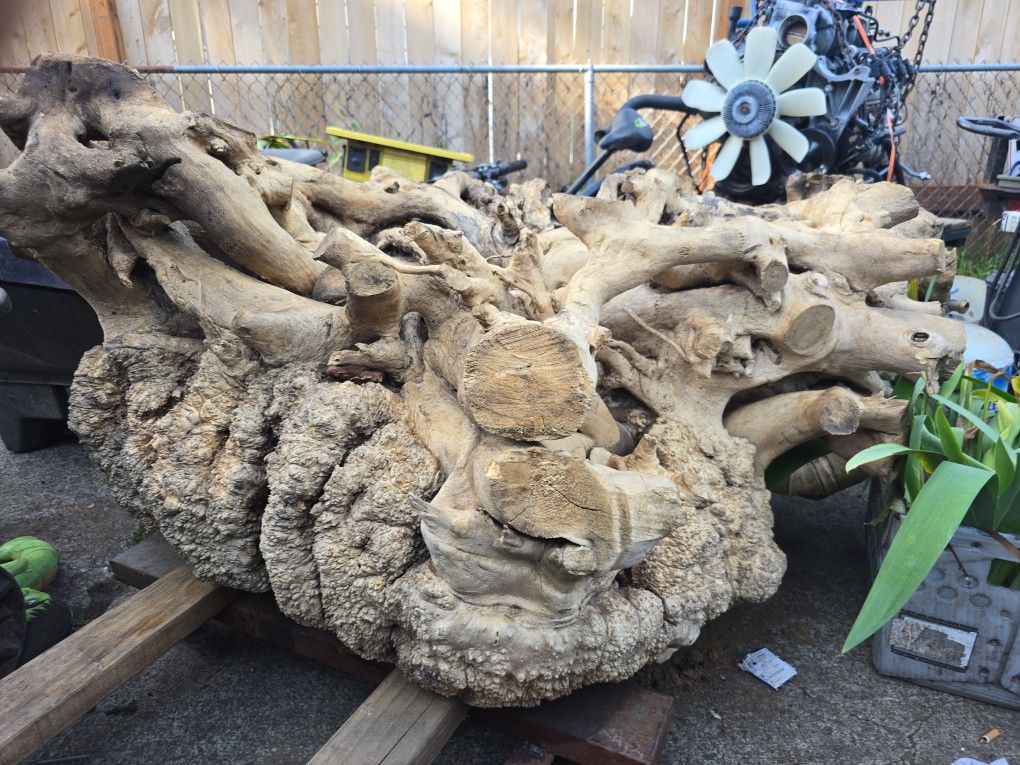 Burl Wood Maple Stump 6'x 6' Stump