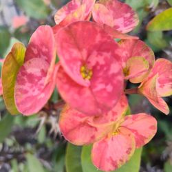 Corona De Cristo Plant 15 Gallon Pot 