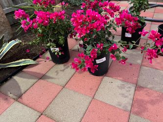 3 Bougainvillea  stacked. And 2 La Jolla