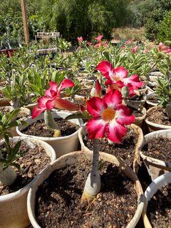 Desert Rose Plants