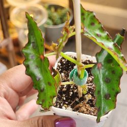 Begonia Amphioxus 