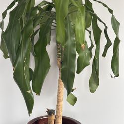 Gorgeous Natural plant For Home & Office 
