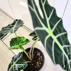 🌿Healthy Live Air Purifying Houseplant Alocasia Polly / African Mask Plant 17" Tall In Pot 5" ~ Beautiful Purple Underside Leaves 