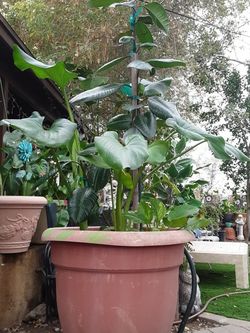 Plant For Sale