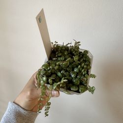 String Of Turtles Plant 