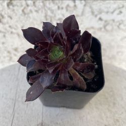 2 Inch Pot Succulent Plant - Aeonium Arboreum - Tree Aeonium - Black & Green - Rooted & Established - Drought Resistant 🪴 Perfect Baby & Wedding Show