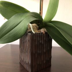 Indoor Plant Pot/Planter