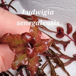Aquarium Red Plant Pack $20 for All Details In The Picks