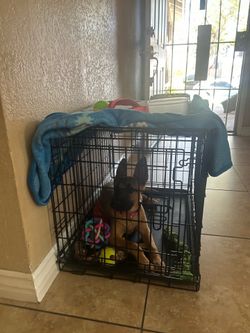 Puppy cage food