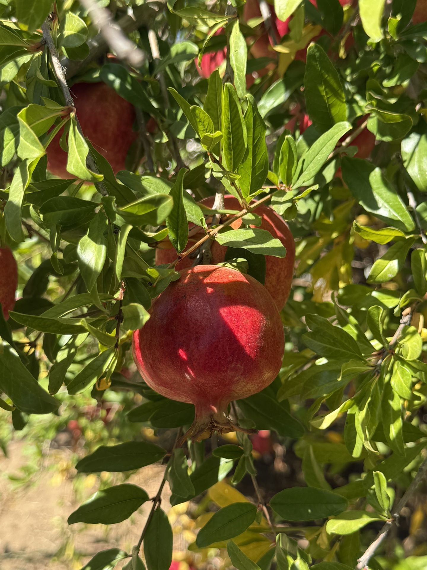 Pomegranate