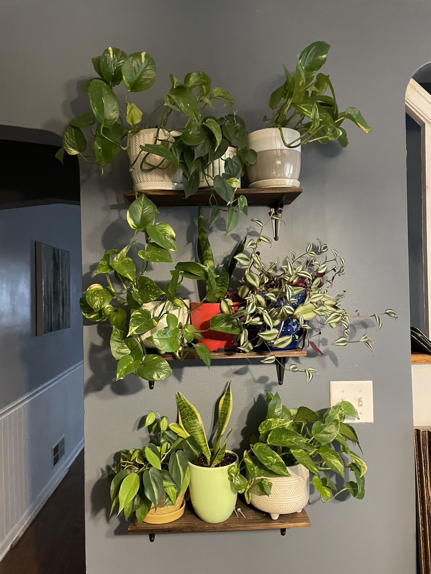 Plant Shelf! 9 Live Plants With Ceramic Pots