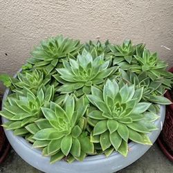 Succulent plant 