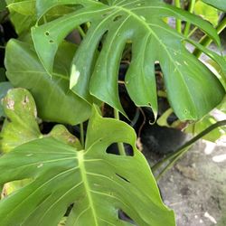 Planta