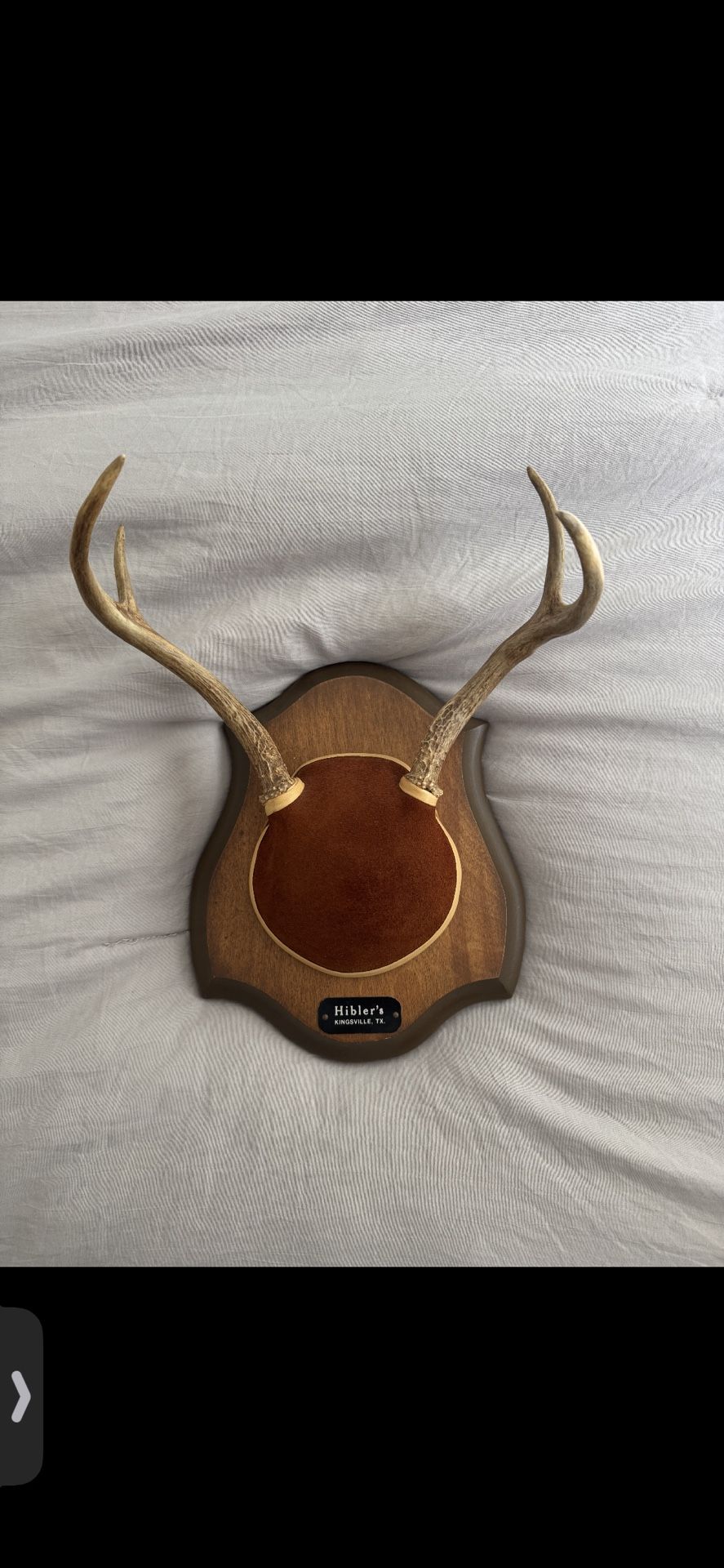 Small Antler Mount