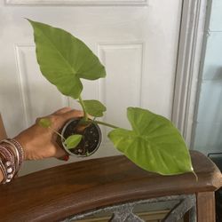 Alocasia Plant 