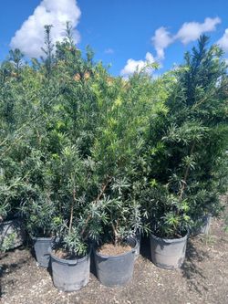 Podocarpus Hedges 15gl 5.5-6ft 🌱