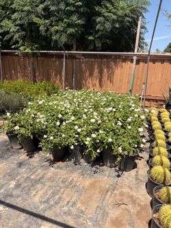 White iceberg roses 5 gal