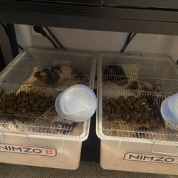 Mice & Rats
