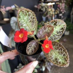 ✨Episcia Flame Violet | Red Flower ✨ 