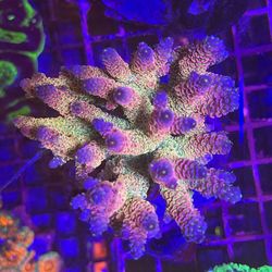SPS coral (acropora, Millipora, Montipora, Stylophora And More)