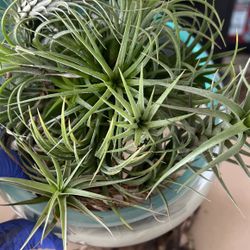 Blown Glass With Air plants 