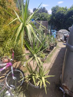 Yucca plant tree
