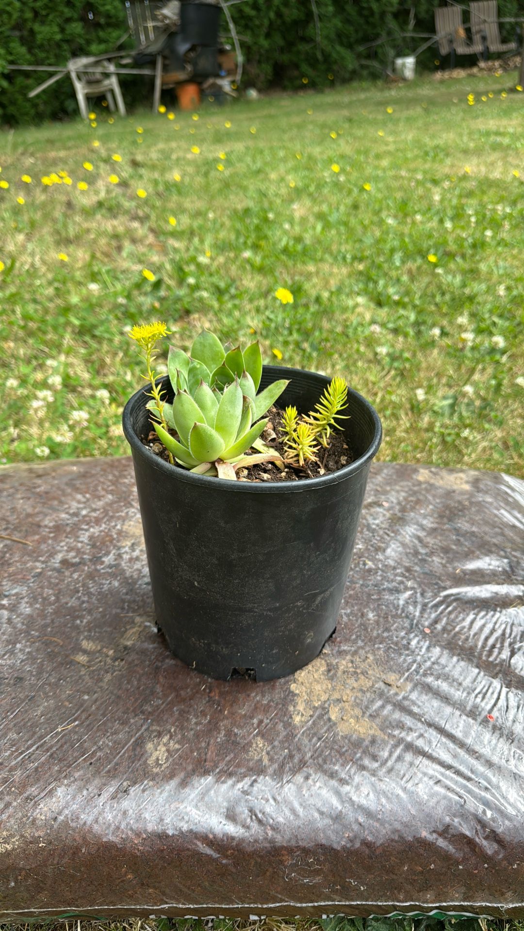 Succulent For Sale