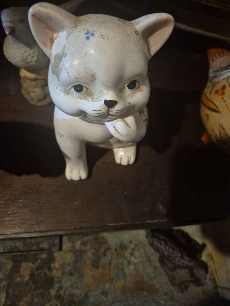 Cat Coin