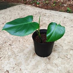 Monstera Plant #7