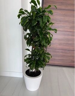 Large Dracaena Indoor Plant in White fiberglass Pot like new!!!!