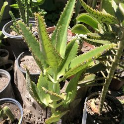 Planta Calanchoe