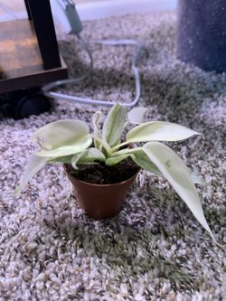 Philodendron Florida Ghost Mint