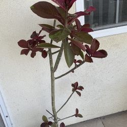 Euphorbia umbellata Plant. Cây Vô Ưu