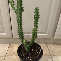 Euphoria Trigona Plant Variegated 