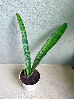 Sansevieria   Cleopatra  plant