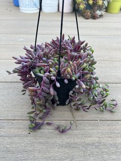 String of Rubys Succulent, live Plant in a 6” nursery pot. ✔️ profile for more 🪴