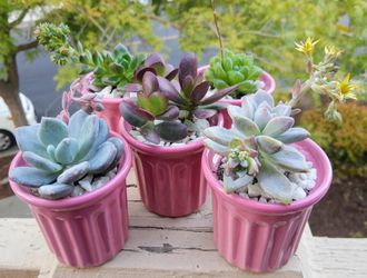 Succulent Arrangement #11 