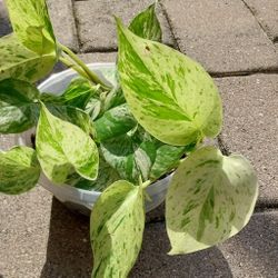 Marble Queen Pothos Potted Plant