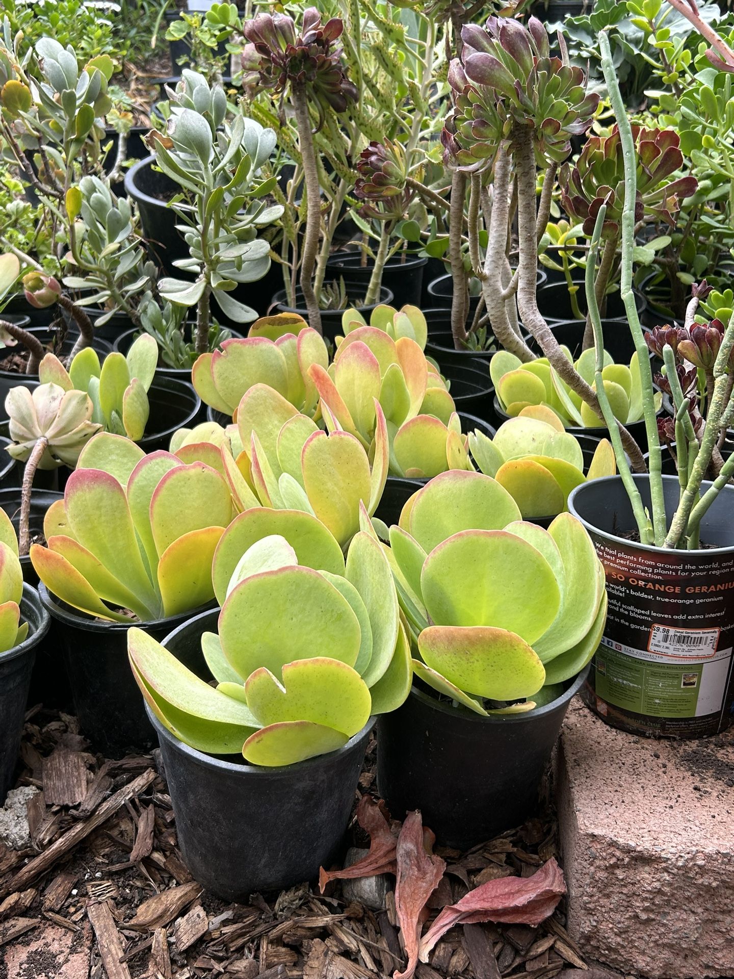 Succulent Plants