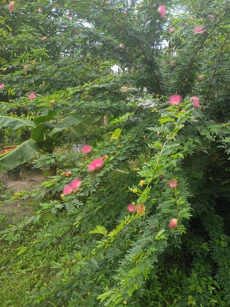 Fluffy Flowers Plant All Year Around Planted In Pot No Shipping