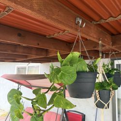 Pothos plant with hanging Pot