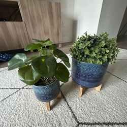 Plant Vase - City Furniture 