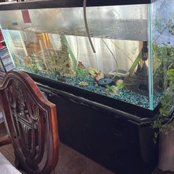 Big Fish Tank Everything Included With Cleaning System 