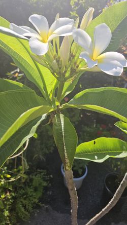 Plumeria